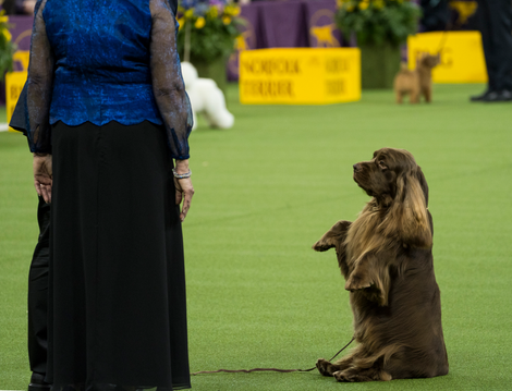 Bean at the Westminster Dog Show in 2018